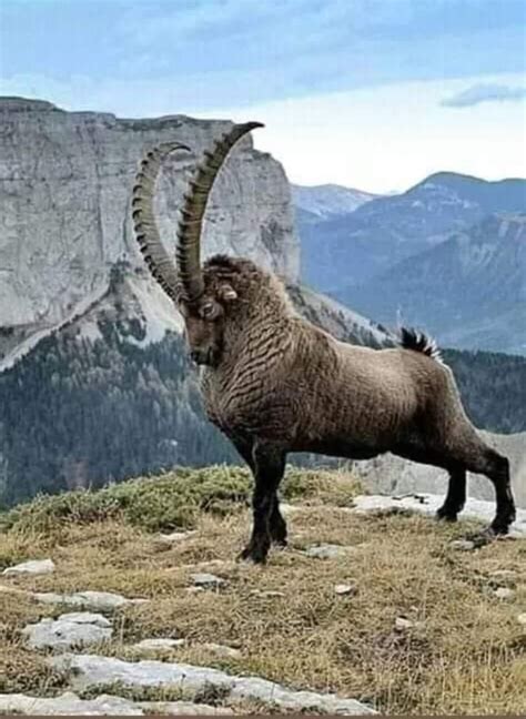 The Alpine Ibex in the European Alps