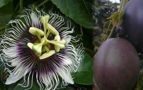 Passiflora Edulis – Possum Purple – Edible Purple Passion Fruit Plant ...