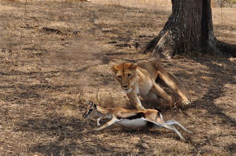 Lion hunt | Lioness hunting a thomson gazelle in Serengeti N… | Flickr