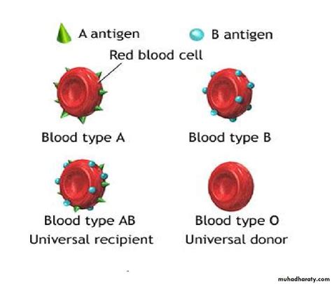 Blood typing and Transfusion pptx - D. Suroor - Muhadharaty