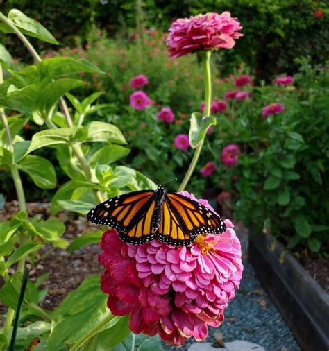 Top 23 Plants for Pollinators: Attract Bees, Butterflies ...