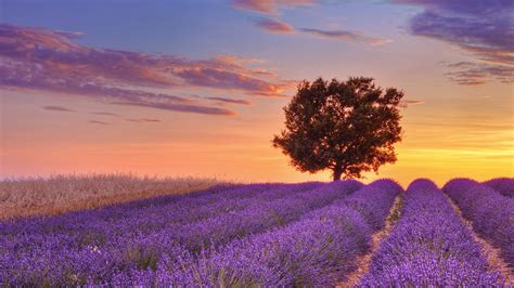 Lavender field, nature, landscape HD wallpaper | Wallpaper Flare