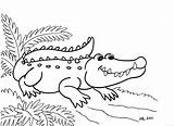 Printable Alligator Coloring Pages sketch template