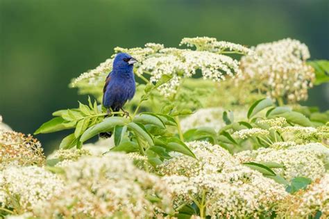 15 Interesting Facts About Blue Grosbeaks (With Photos)