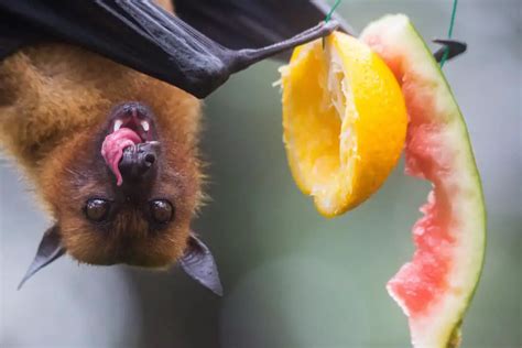 Fruit Bat - Worldwide Nature