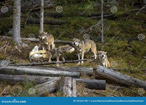 Life in the Pack of Wolves. Stock Image - Image of beast, animals: 107221787