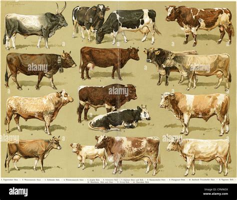 Different breeds of cows Stock Photo - Alamy