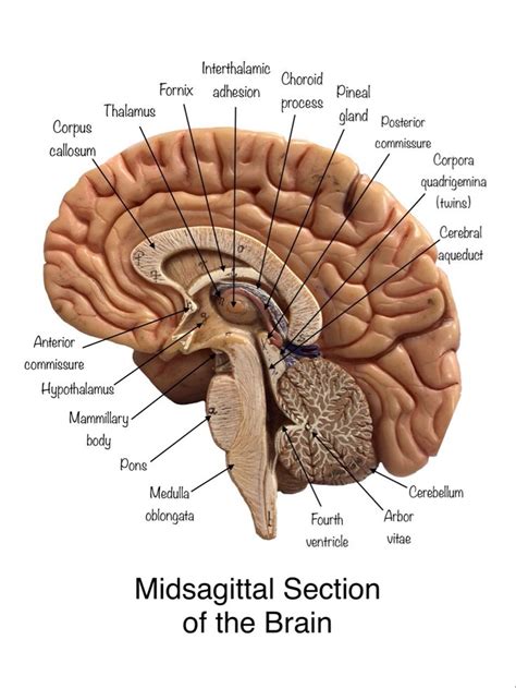 Midsagittal Section Of The Brain Brain Anatomy Human Brain Anatomy – NBKomputer