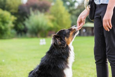 How to Train Your Dog to Heel With Treats | Wag!