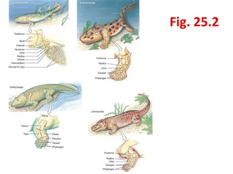 PPT - The Origin and Early Evolution of Tetrapods PowerPoint Presentation - ID:857971