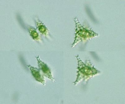 Protist Images: Staurastrum polymorphum v. groenbladii