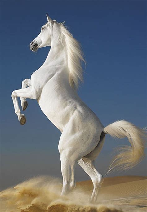 White Horse Wallpaper - Best Free Download