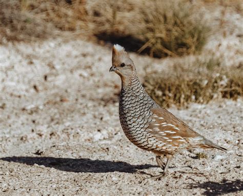 Scaled Quail (Callipepla squamata) - Biology and History of the Blue Quail