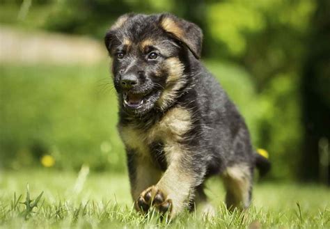 Akc German Shepherd Breeders | PETSIDI