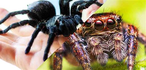 What Is The Difference Between a Spider and a Tarantula?