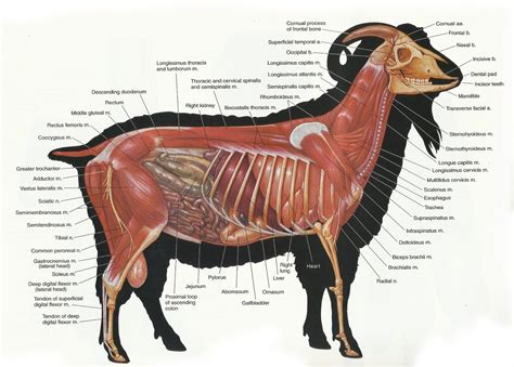 Anatomy, Large animals, Horse anatomy