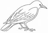 Raven For Adult Coloring Page  Free Printable Pages Kids sketch template