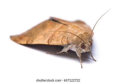 46 Corn stem borer Images, Stock Photos & Vectors | Shutterstock