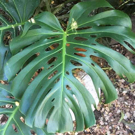 Monstera deliciosa at San Marcos Growers