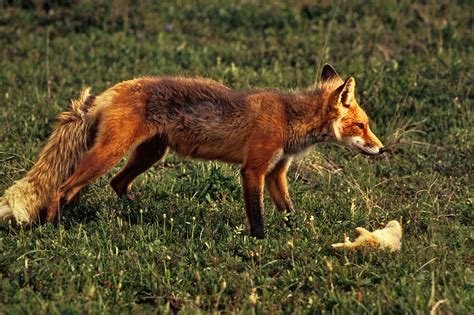 File:Red fox with prey sharpened levels.jpg - Wikimedia Commons