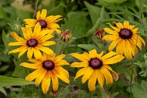 Rudbeckia Hirta: Unveiling the Beauty of Black-eyed Susan - FlowersLib