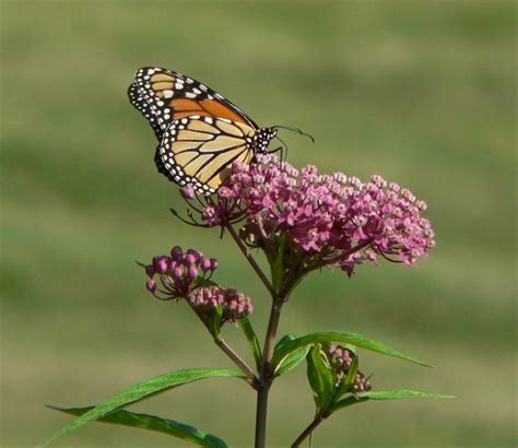 Bird Friendly Plants