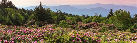 Rhododendron Gardens - Roan Mountain