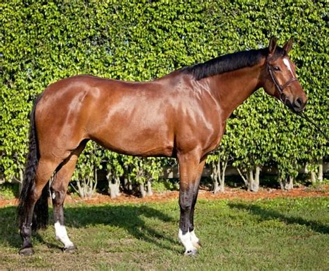 BWP Belgian warmblood sport horse mare, Everlychin De La Pomme. | Warmblood, Sport horse