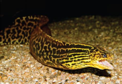 Tiger Moray Eel Si Belut Laut yang Dipelihara di Air Tawar - Nakama Aquatics