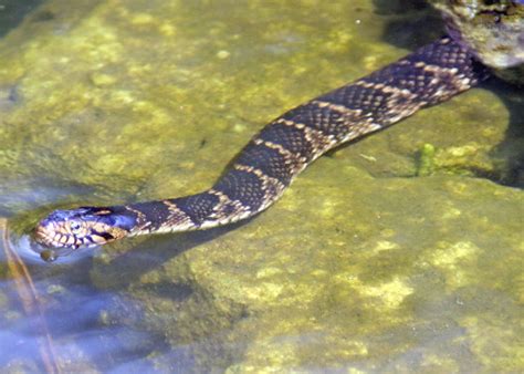 Southern Water Snake | Flickr - Photo Sharing!