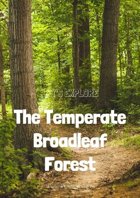 Let’s Explore The Temperate Broadleaf Forest Learning Journal - Fun ...