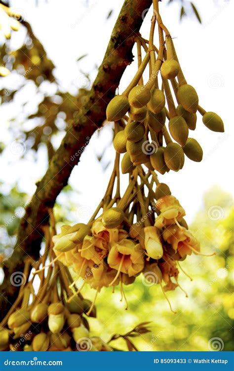 Durian Flower Stock Images - Download 240 Photos