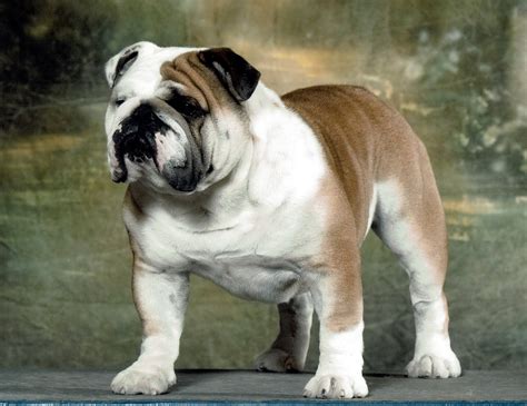 Grand Champion CH Hetherbull Topline Perfect Storm “STORM” | Valiant ...