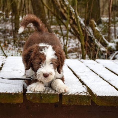 Brown Beardie puppy named Sammy | Bearded collie puppies, Bearded ...