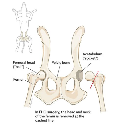 Femoral Head Ostectomy (FHO) in Dogs | VCA Animal Hospital