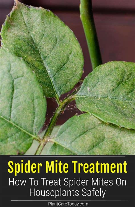 Spider Mite Treatment