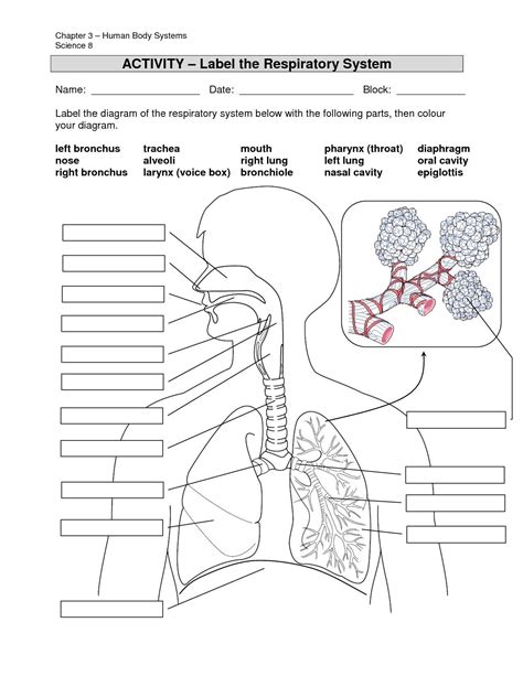 Label The Parts Of The Respiratory System Worksheet Answers - kidsworksheetfun