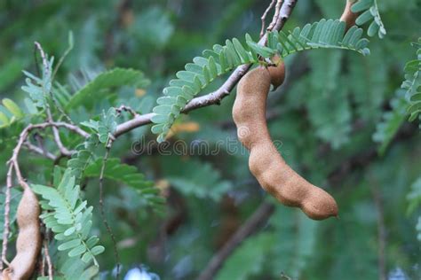 Fresh Tamarind Pods on Brown Tree in Tropical Forest. Picture for Thai Fruit Tamarind Background ...