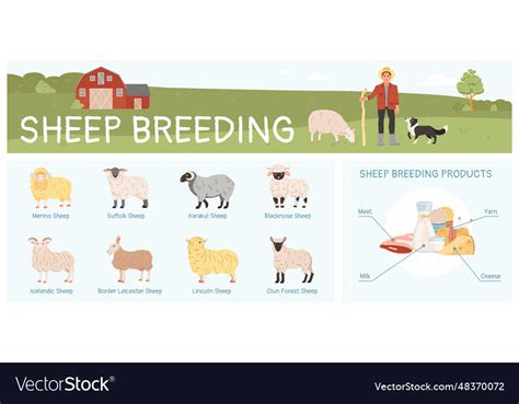 Sheep breeding infographic Royalty Free Vector Image