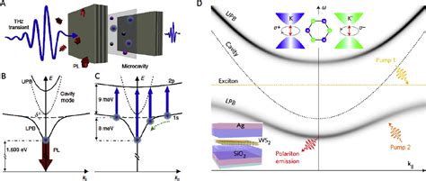 Polariton panorama