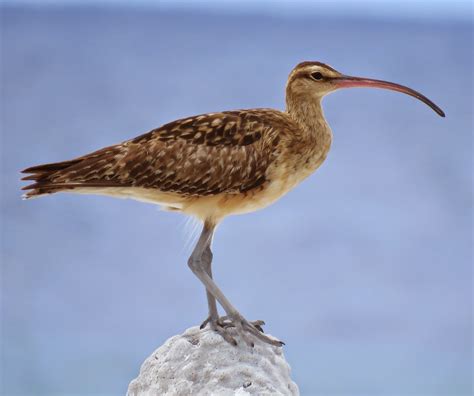 Birding Poole Harbour & Beyond: 12 Nov 14 - An Amazing Curlew