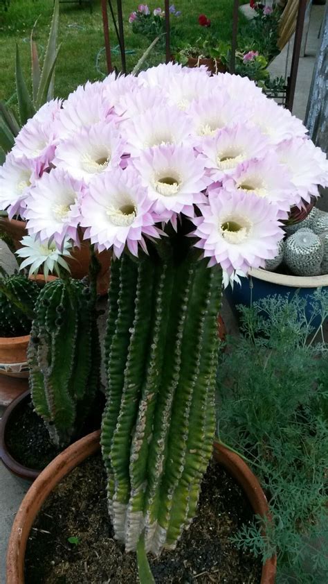 These cactus flowers have a beautiful scent. | Cactus plants, Cactus, Plants