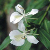 Cuban national flower Mariposa [White butterfly jasmine] with an ...