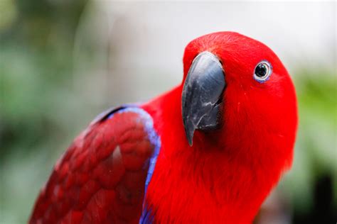 8 grands perroquets à garder comme animaux de compagnie