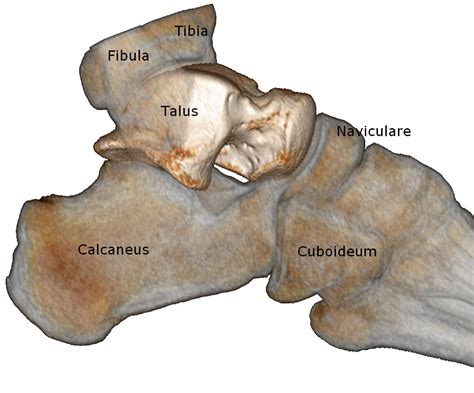 Sprungbein – Wikipedia