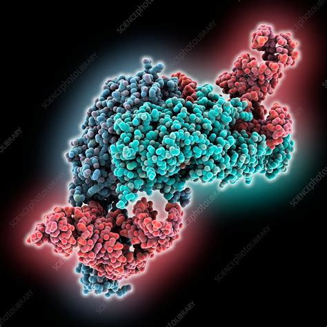 tRNA synthetase complexed with tRNA - Stock Image - C035/6139 - Science Photo Library