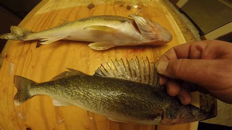 walleye vs. sauger comparison - YouTube