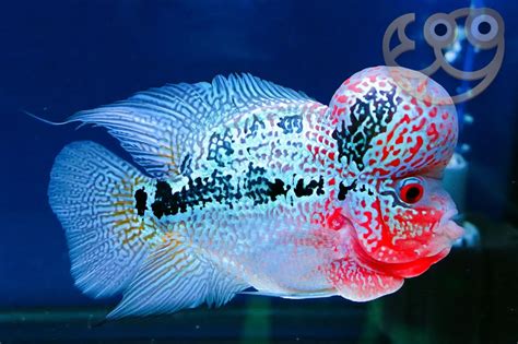 Flowerhorn Cichlid - Cichlasomatinae Fish Profile & Care Guide