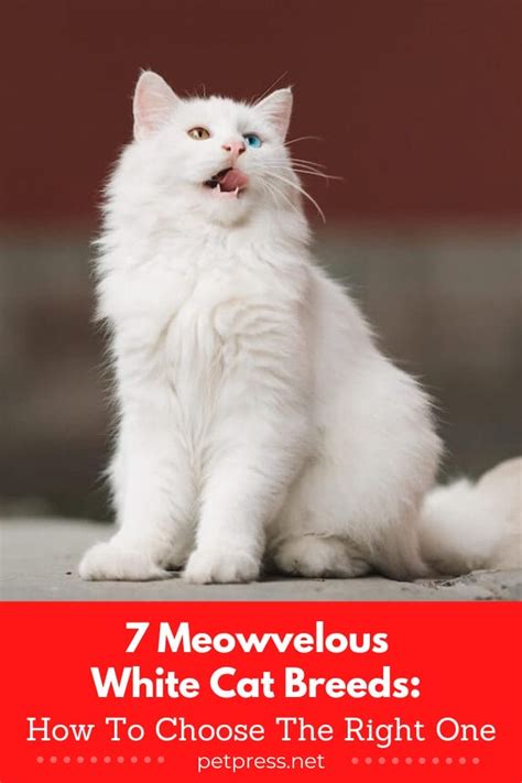 7 Meowvelous White Cat Breeds: How To Choose The Right One