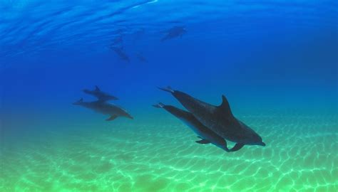 How to Make a Dolphin Habitat in a Shoe Box for School | Sciencing